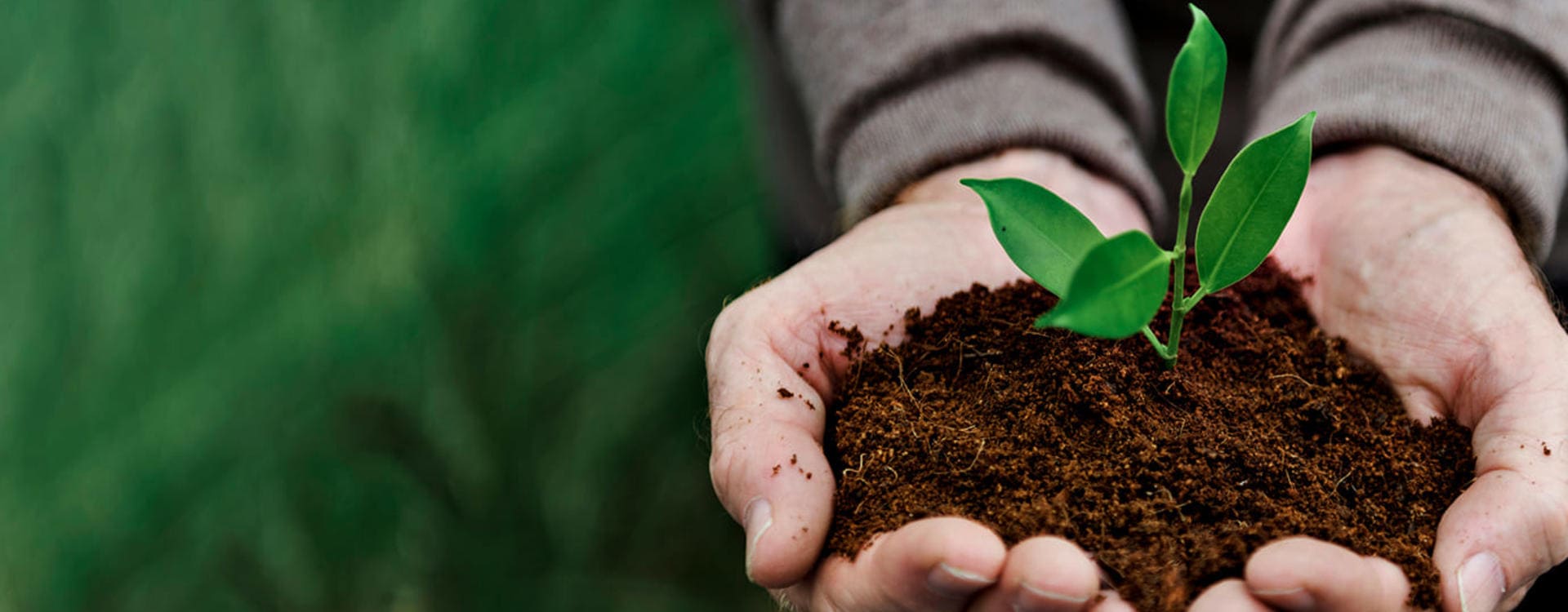 environmental-conservation-plant-sustainability