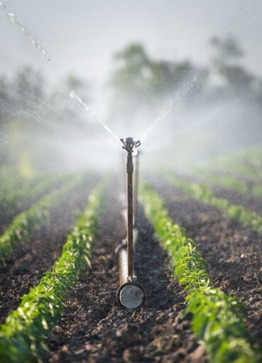 Aspersor de agua en cultivo hidropónico Aspersor de agua en cultivo hidropónico