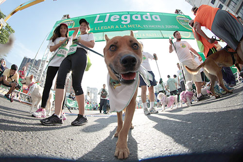 Llegada del Perroton 2014
