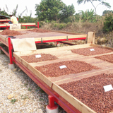 cacao