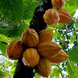 cacao
