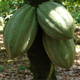 cacao