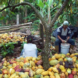 trabajador y cacao