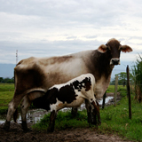 vaca