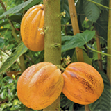 cacao