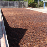 cacao