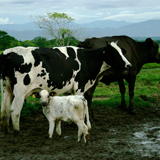 Vacas