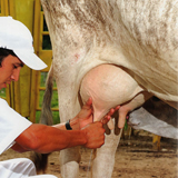 ordeñando