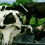 Vacas