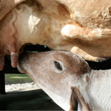 Vaca amamantando
