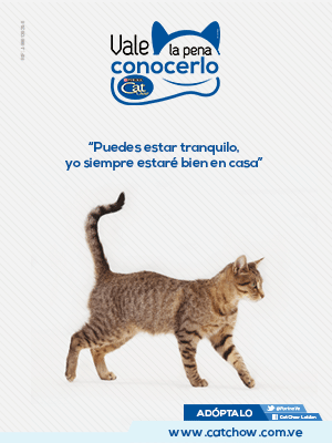 te invita a adoptar gatos