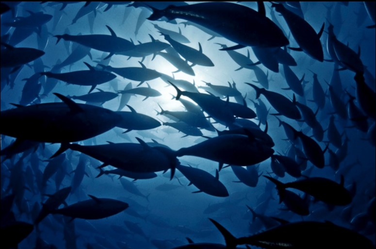 Cuidado de los peces en medio ambiente Cuidado de los peces en medio ambiente