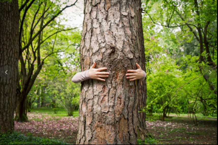 Manos abrazando un tronco de árbol Manos abrazando un tronco de árbol