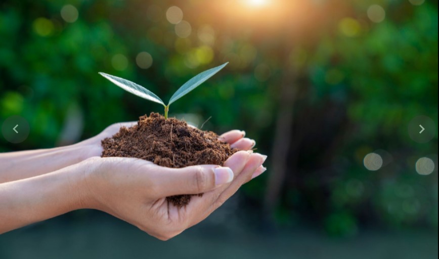 Manos sembrando planta Manos sembrando planta