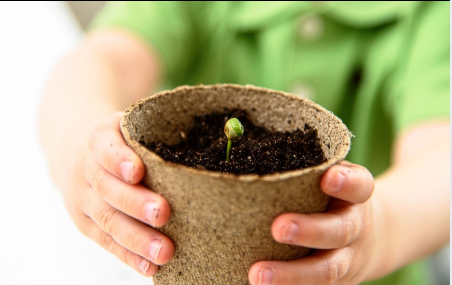 Niño mostrando planta Niño mostrando planta