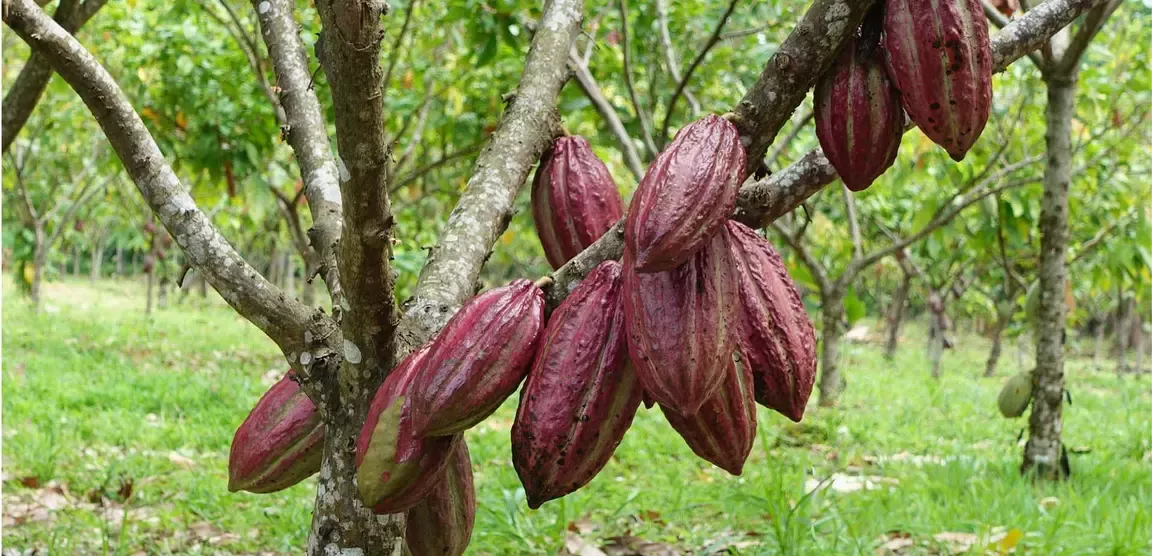 cocoa beans on the trees
