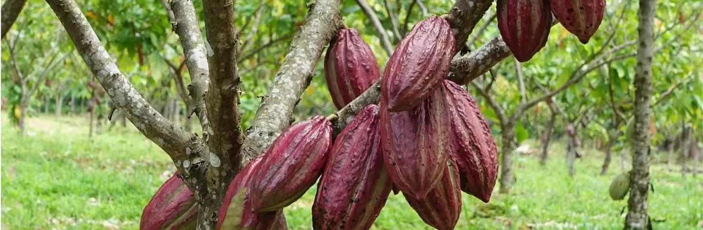 cocoa beans on the trees