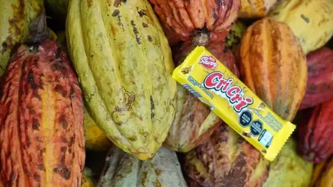 plan cacao 1
