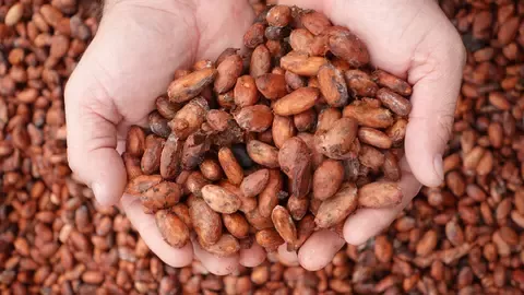 plan cacao 1