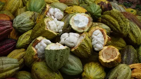 plan cacao 1
