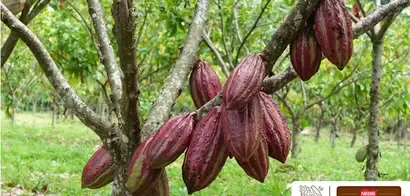 Savoy 85 años - cacao venezolano
