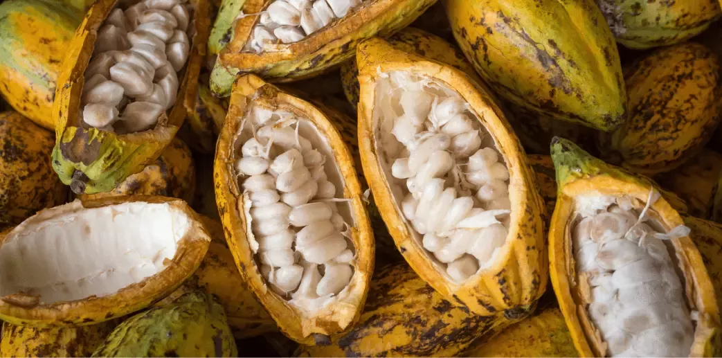 Plan Cacao Nestlé: trabajando por los productores.