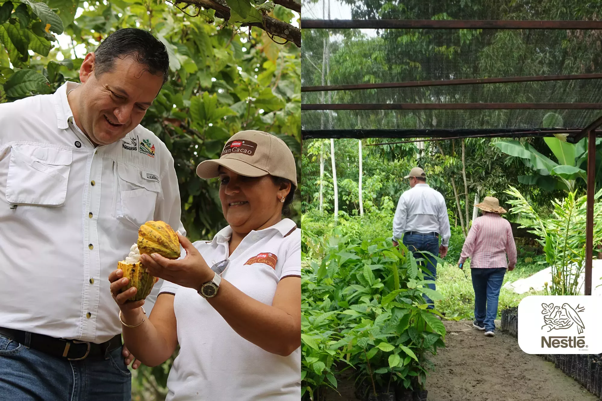 nestle agricultura regenerativa